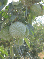 Baler Tarım Niğde