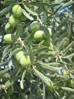 Mut Mersin