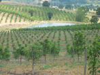 Ceviz İzmit