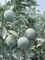 Çayan Tarım Tarsus