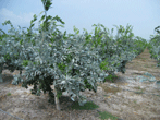 Mandalin Tarsus
