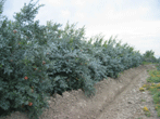 Nar Tarsus