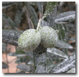 Zeytin - Sunguard Uygulaması